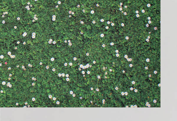 Rouleau moquette Carfloor® 400 N à thème de 150 cm x 10 m - Herbe fleurie