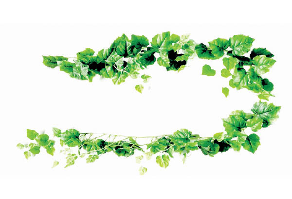 Lierre articulé avec 118 feuilles - Longueur 2.6 m