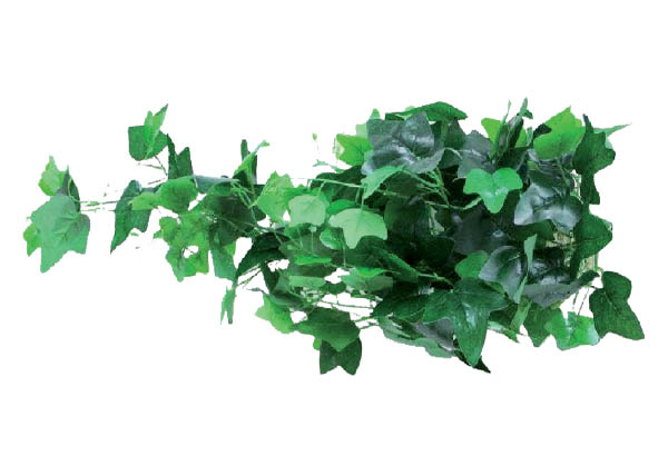 Bouquet de lierre avec 56 feuilles - Longueur 110 cm