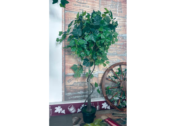 Vigne en pot