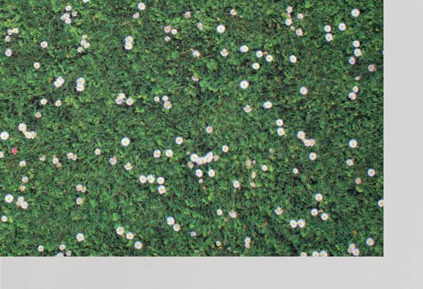 Rouleau moquette Carfloor® 400 N à thème de 150 cm x 10 m - Herbe fleurie