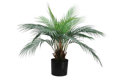 Palmier areca de 57 cm avec pot en plastique
